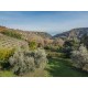 Properties for Sale_AGRITURISMO FOR SALE IN TORRE DI PALME IN THE MARCHE ITALY  in Le Marche_25